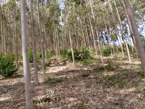 WhatsApp Image 2021-04-18 at 19.37.21.jpeg